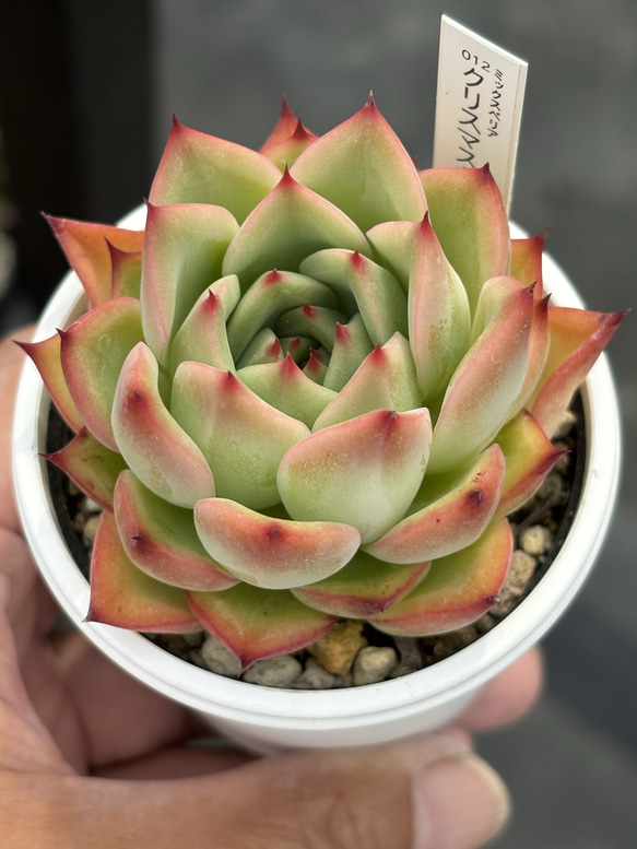 人気レア品種！☆クリスマスキャロル 多肉植物 自家繁殖 国産 多肉植物