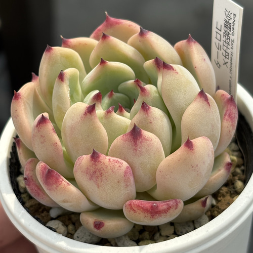 コロラータx沙羅姫牡丹 【公式通販】