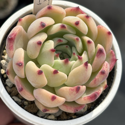 人気品種！☆沙羅姫牡丹×コロラータ 多肉植物 自家繁殖 国産 多肉植物