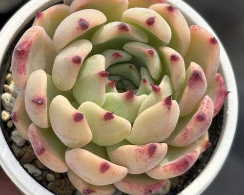 人気品種！☆沙羅姫牡丹×コロラータ 多肉植物 自家繁殖 国産 多肉植物