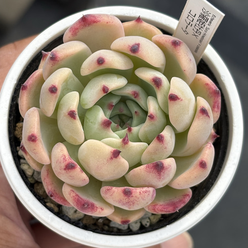 コロラータx沙羅姫牡丹 コロラータx沙羅姫牡丹 【公式通販】