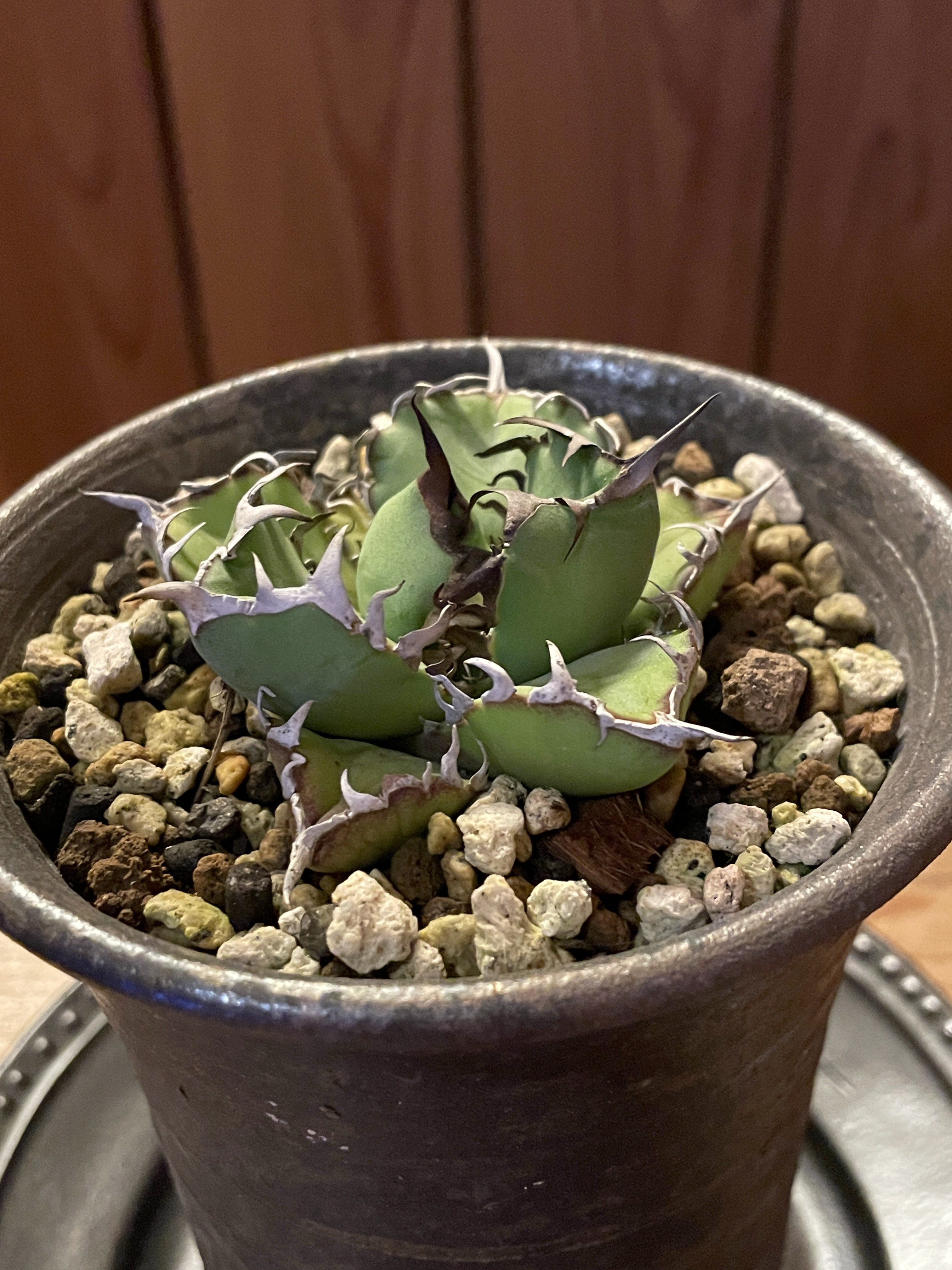 アガベ　チタノタ　黒鯨　陶器鉢入り