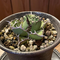 アガベ チタノタ 黒鯨 陶器鉢入り 一輪挿し・花瓶・花器 TumbleWeed