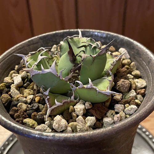 アガベ 黒鯨✖︎valiem 鉢ごと アガベ チタノタ 黒鯨 陶器鉢入り 一輪挿し・花瓶・花器 TumbleWeed