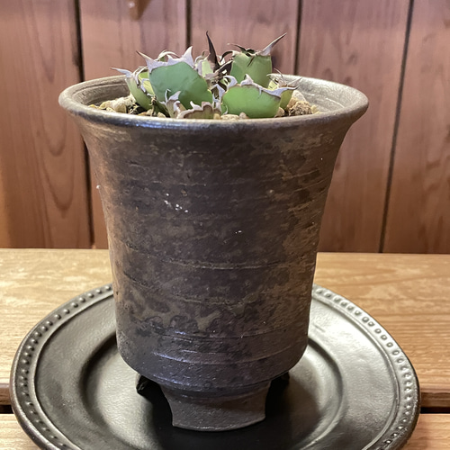 アガベ チタノタ 黒鯨 陶器鉢入り 一輪挿し・花瓶・花器 TumbleWeed