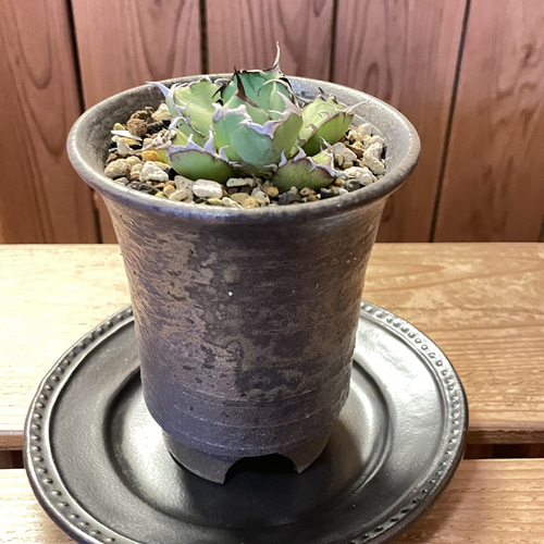 アガベ チタノタ 黒鯨 陶器鉢入り 一輪挿し・花瓶・花器 TumbleWeed
