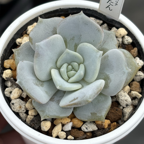 人気レア品種！☆ぺったん 多肉植物 自家繁殖 国産 多肉植物 美