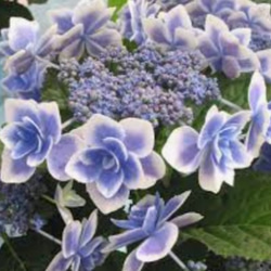 紫陽花【こんぺいとう 1苗】コンペイトウ アジサイ ブルー 青