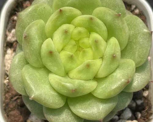 274852677a67e4d3f5f54edc57333e