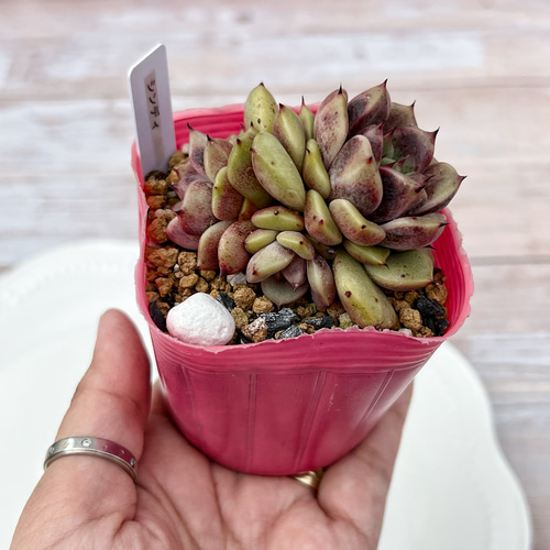 多肉植物 シンディ 韓国苗 多肉植物 pariʚ❤︎ɞtaniku