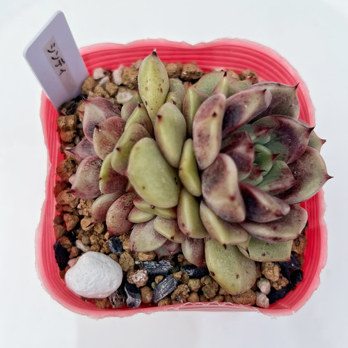 多肉植物 シンディ 韓国苗 多肉植物 pariʚ❤︎ɞtaniku