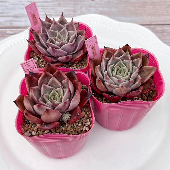 エブリン苗 【公式通販】