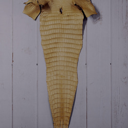 ワニ革  クレイ仕上げ  ウィート「バッグ製作向け・幅30/34cm」サイズ No.CM0202 5枚目の画像