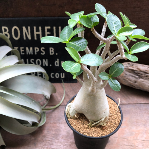 アラビカム♡3.5号♡塊根植物♡アデニウム♡多肉植物♡インテリア