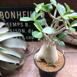 アラビカム♡3.5号♡塊根植物♡アデニウム♡多肉植物♡インテリア
