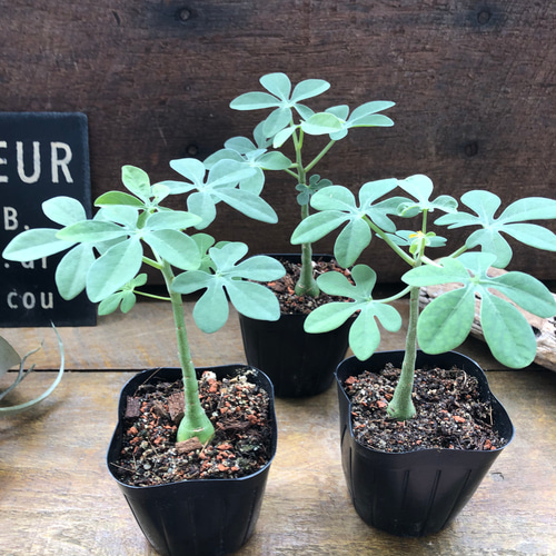 アデニア　グラウカ　Adenia glauca 幻蝶かずら アデニア グラウカ 幻蝶かずら | GREEN LUCK