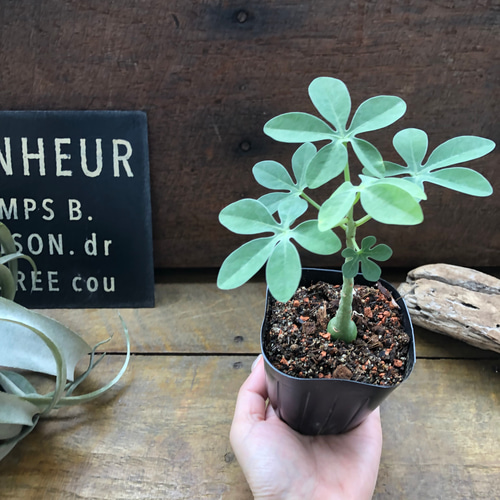 アデニア　グラウカ　Adenia glauca 幻蝶かずら アデニア グラウカ』♡幻蝶かずら♡Adenia Glauca♡多肉植物 アート