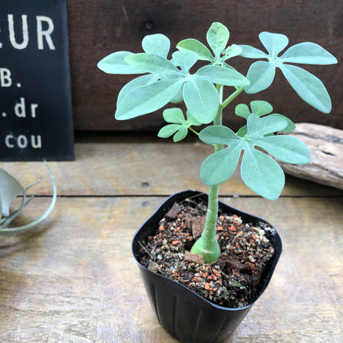 アデニア　グラウカ　Adenia glauca 幻蝶かずら アデニア グラウカ（幻蝶かずら）041 – linkplants -リンクプランツ-