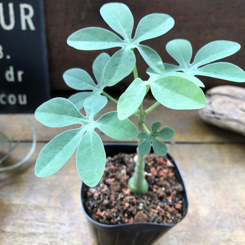 アデニア グラウカ』♡幻蝶かずら♡Adenia Glauca♡多肉植物 アート