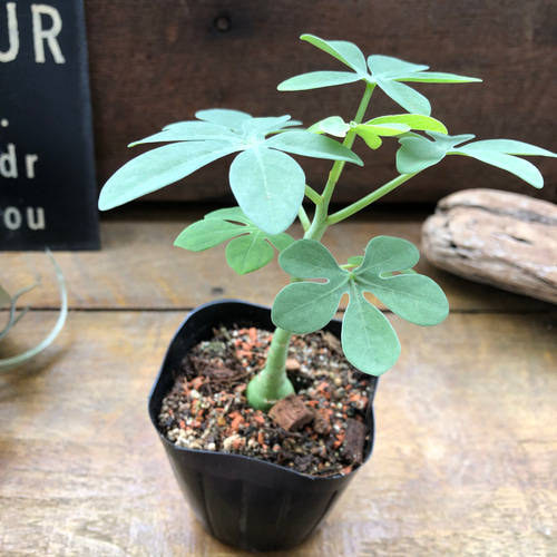 アデニア　グラウカ　Adenia glauca 幻蝶かずら アデニア グラウカ 幻蝶かずら | GREEN LUCK