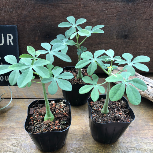 アデニア グラウカ』♡幻蝶かずら♡Adenia Glauca♡多肉植物 アート