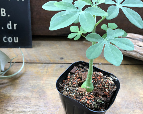 ac1363ce61abe5fa79bb72f8ee8fa5