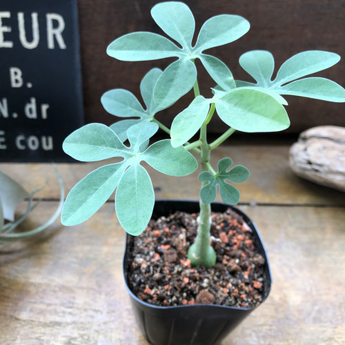 アデニア　グラウカ　Adenia glauca 幻蝶かずら アデニア グラウカ（幻蝶かずら）043 – linkplants -リンクプランツ-