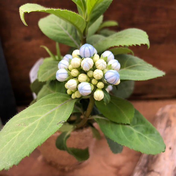 碧の瞳♡数量限定♡希少な常緑アジサイ♡あおのひとみ♡ガーデニング♡地植えに♡観葉植物 7枚目の画像
