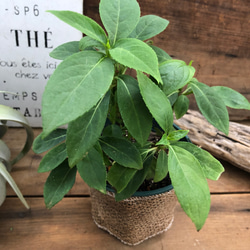 碧の瞳♡数量限定♡希少な常緑アジサイ♡あおのひとみ♡ガーデニング♡地植えに♡観葉植物 14枚目の画像