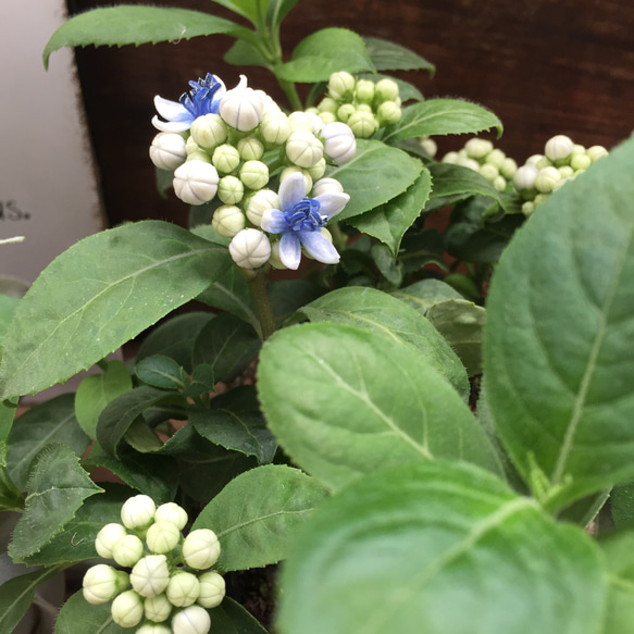 碧の瞳♡数量限定♡希少な常緑アジサイ♡あおのひとみ♡ガーデニング♡地植えに♡観葉植物 13枚目の画像