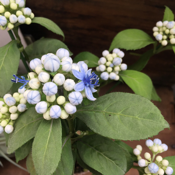 碧の瞳♡数量限定♡希少な常緑アジサイ♡あおのひとみ♡ガーデニング♡地植えに♡観葉植物 5枚目の画像