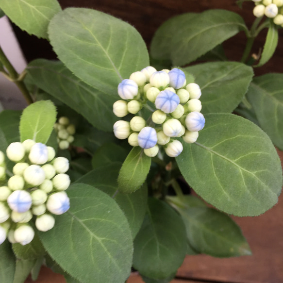碧の瞳♡数量限定♡希少な常緑アジサイ♡あおのひとみ♡ガーデニング♡地植えに♡観葉植物 6枚目の画像
