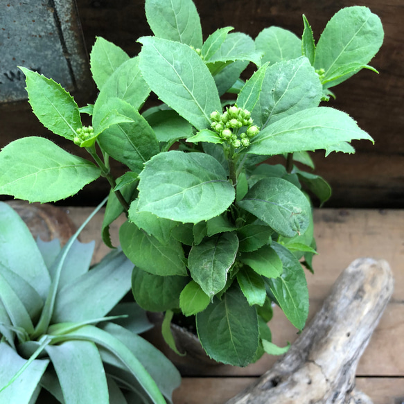 碧の瞳♡数量限定♡希少な常緑アジサイ♡あおのひとみ♡ガーデニング♡地植えに♡観葉植物 8枚目の画像