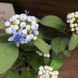 碧の瞳♡数量限定♡希少な常緑アジサイ♡あおのひとみ♡ガーデニング♡地植えに♡観葉植物 11枚目の画像