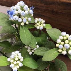 碧の瞳♡数量限定♡希少な常緑アジサイ♡あおのひとみ♡ガーデニング♡地植えに♡観葉植物 10枚目の画像