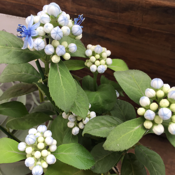 碧の瞳♡数量限定♡希少な常緑アジサイ♡あおのひとみ♡ガーデニング♡地植えに♡観葉植物 10枚目の画像
