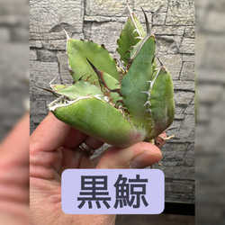 アガベ】白鯨 特大株 ボールタイプ ※同等品送付 多肉植物