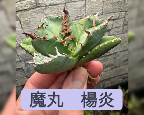 p*2様 森*丸様 アガベ　まとめ売り 2025年最新】アガベまとめ売りの人気アイテム - メルカリ