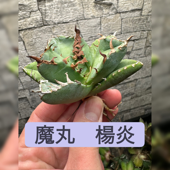 アガベ】魔丸 楊炎 大株※同等品送付 多肉植物 yutaenshis 通販