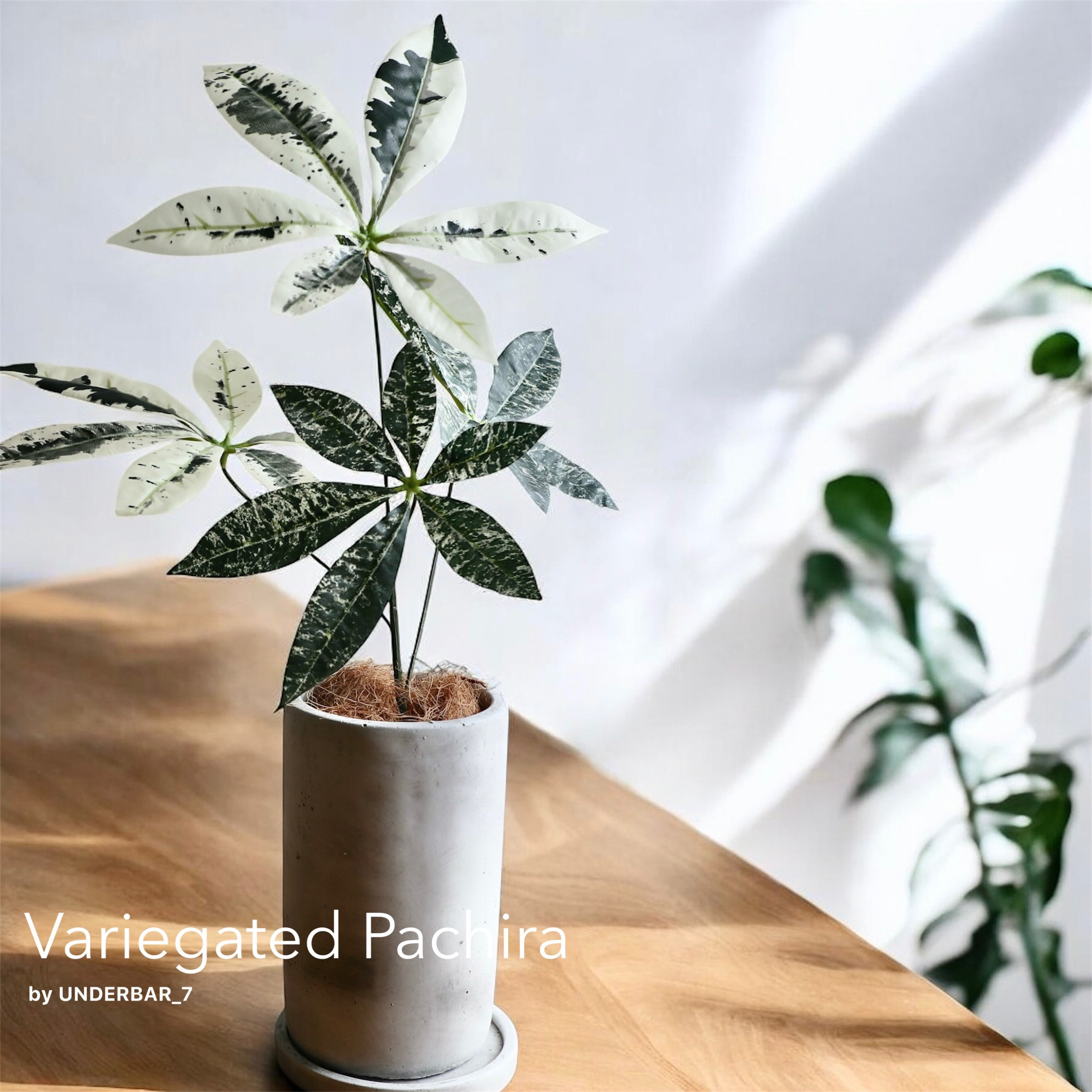 爽やかパキラのセメント鉢アレンジ　アートフラワー　シック　モダン　夏　涼しげ