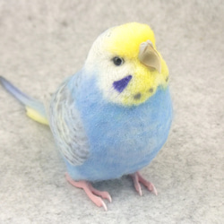 オカメインコ ノーマル オス 1707201 羊毛フェルト Primary Color