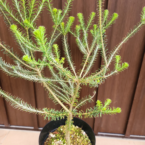 大型 ヒースバンクシア (エリシフォリア) ポット鉢植え オージー