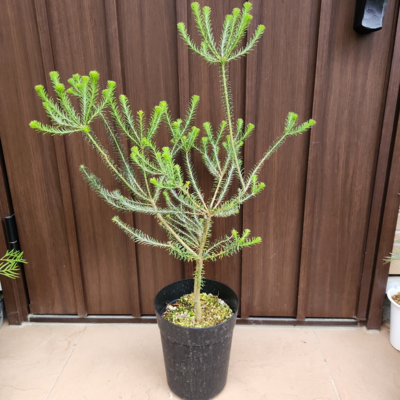 大型 ヒースバンクシア (エリシフォリア) ポット鉢植え オージー