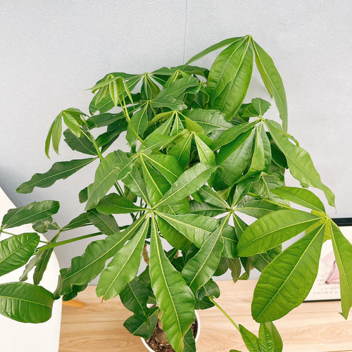 現品　パキラ　編み込み　ねじねじ　21番　観葉植物　人気　育てやすい　インテリア 楽天市場】パキラ（編込み）6号(18cm)鉢 実生 観葉植物 室内