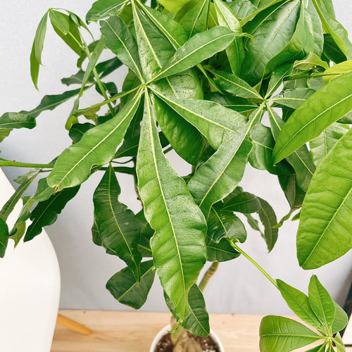 観葉植物　パキラ　ねじり　陶器鉢　植え込み発送 1.jpg?1521216821