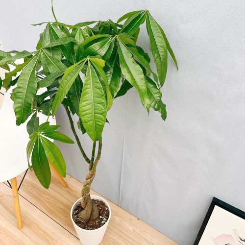 現品］33番 パキラ 編み込み 7号 観葉植物 おしゃれ 室内 ねじり
