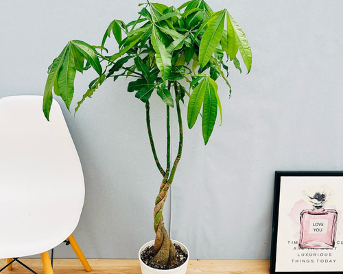 現品　パキラ　編み込み　ねじねじ　22番　プラコッタ鉢　観葉植物　インテリア 現品 パキラ 編み込み ねじねじ 22番 プラコッタ鉢 観葉植物 人気