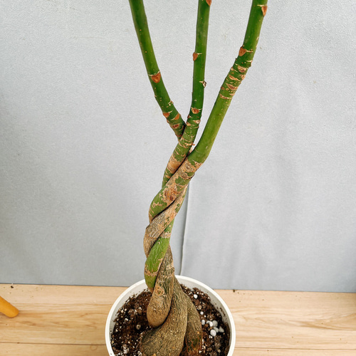 現品］33番 パキラ 編み込み 7号 観葉植物 おしゃれ 室内 ねじり