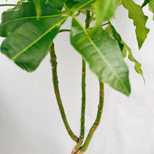 ［現品］1番　パキラ　編み込み　7号　観葉植物　室内　おしゃれ　かわいい　ねじり 現品］1番 パキラ 編み込み 7号 観葉植物 室内 おしゃれ
