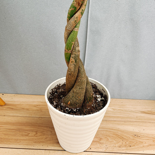 現品］33番 パキラ 編み込み 7号 観葉植物 おしゃれ 室内 ねじり